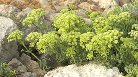 Bees-slowly-foraging-on-Crithmum-maritimum-or-sea-fennel-which-grows-on-rocky-seashores
