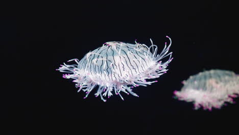 Underwater-shot-of-stunning-fluorescent-transparent-jellyfish-with-black-stripes