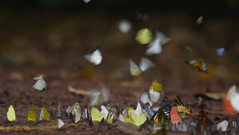 Kaleidoscope-of-different-kinds-of-butterflies-feeding-on-minerals-in-Kaeng-Krachan-National-Park,-UNESCO-World-Heritage,-Thailand