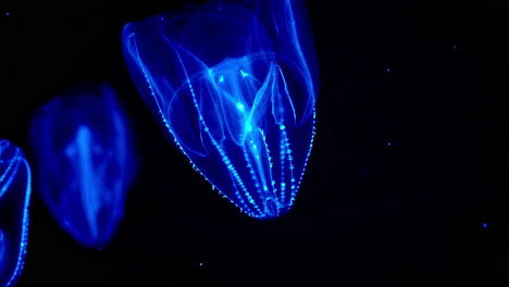 Atemberaubende-Wabengelees,-Die-Im-Dunkeln-Unter-Wasser-Im-Uminomori-Aquarium-In-Sendai,-Japan,-Leuchten