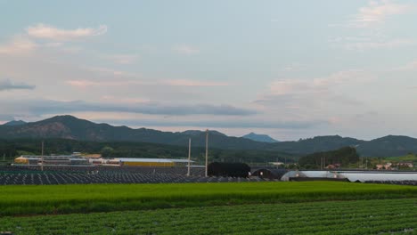 Agricultural-Landscape-With-Rice-Crops-And-Ginseng-Fields-In-Geumsan,-South-Korea
