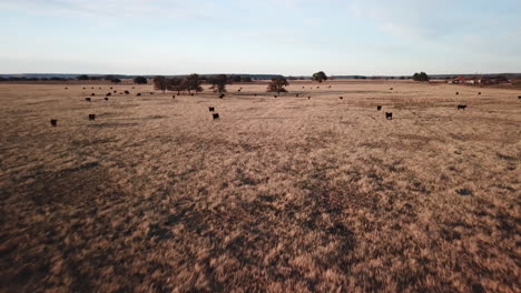Video-De-Drones-De-Vacas-En-Un-Campo-De-Texas-Al-Atardecer