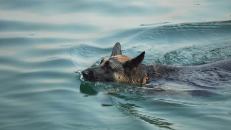 Nahaufnahme,-Deutscher-Schäferhund,-Der-Im-See-Mit-Klarem-Wasser-Schwimmt