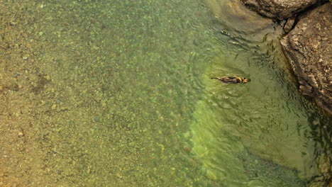 Aerial-view--German-Shepherd-escapes-heat-by-swimming-in-creek