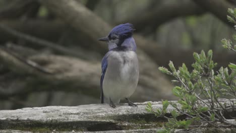 Neugieriger-Blue-Jay-Vogel,-Der-Auf-Einem-Holzzaun-Thront-Und-Den-Kopf-In-Zeitlupe-Dreht