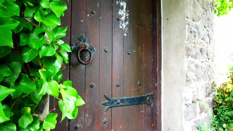 heavy-old-wooden-medieval-door-entrance-rustic-ornate-metal-decoration-covered-ivy-foliage-closeup