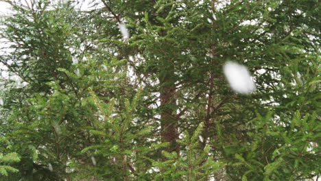 Slowmotion-shot-of-big-snowflakes-falling-from-the-sky-with-big-green-spruce-tree-in-the-background