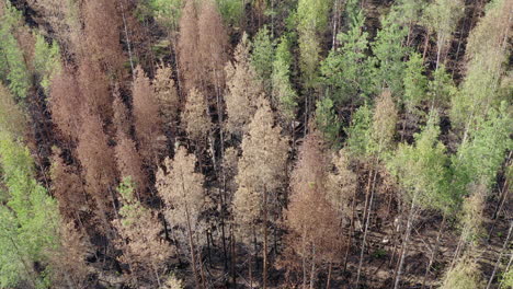 Aerial-drone-shot-after-forest-fire-with-partly-burnt-trees-and-ground