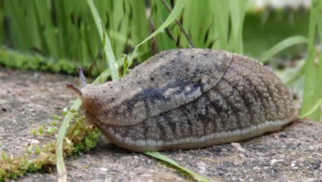 A-beautifully-textured-large-slug-showing-it's-tentacles-in-a-garden,-closeup