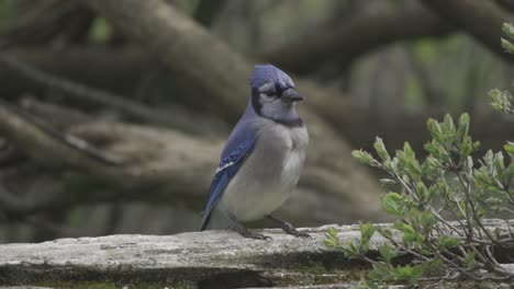 Closeup-Shot-Of-A-Blue-Jay-Checking-Its-Surroundings-In-Slow-Motion