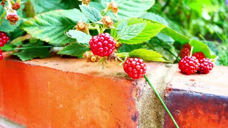 Delicious-fresh-red-juicy-raspberry-plant-growing-in-fruit-garden-brick-wall-closeup