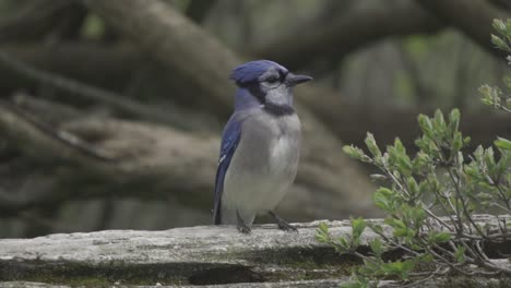 Curious-Blue-Jay-Perched-And-Looking-At-Surroundings,-Colourful-Bird