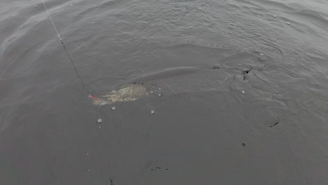 Slowmotion-video-of-caught-pike-or-esox-lucius-on-a-colorful-wobbler-trying-to-get-free