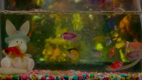 Goldfische,-Die-Die-Ganze-Zeit-In-Dem-Kleinen-Aquarium-Des-Hauses-Fressen-Und-Sich-Bewegen
