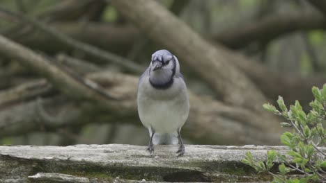 Retrato-De-Un-Arrendajo-Azul,-Pájaro-Canadiense-Girando-La-Cabeza-En-Cámara-Lenta