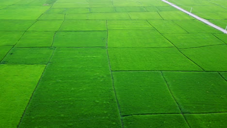 Drone-flying-over-a-vast-green-rice-field-in-Nepal