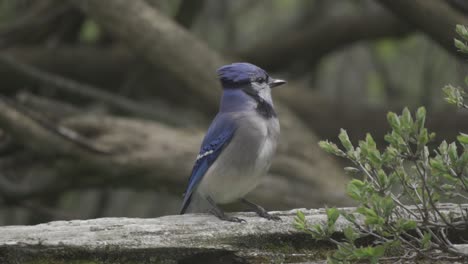 Canadian-Blue-Jay-Bird-Turning-Its-Head-While-Perched-On-A-Fence,-Slow-Motion
