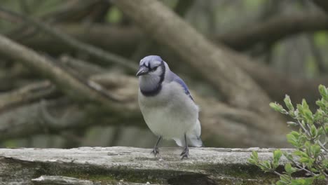 A-Beautiful-Perched-Blue-Jay-Sitting-On-A-Fence,-Looking-In-Slow-Motion