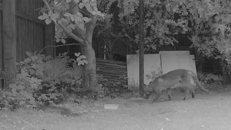 Infrared-image-of-an-urban-fox-searching-for-food-and-then-running-away