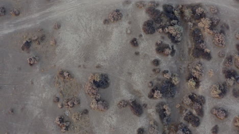 Two-coyotes-trot-through-the-barren-landscape-of-the-Mojave-Desert-in-search-for-food---straight-down-aerial-view
