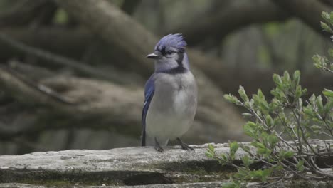 Perched-Blue-Jay-Sitting-On-A-Fence,-Bird-Of-Canada-And-America