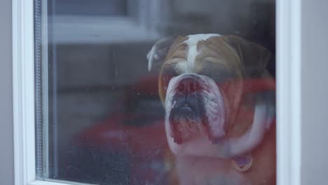 Alte-Traurige-Englische-Bulldogge,-Die-An-Einem-Dunklen,-Düsteren-Tag-Aus-Dem-Fenster-Schaut