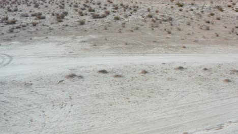 Ein-Einsamer-Kojote-Durchquert-Die-Trockene-Wildnis-Der-Mojave-Wüste---Luftbild