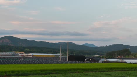 Vasto-Paisaje-Agrícola-De-Campos-De-Arroz-En-Crecimiento-Con-Ginseng-En-Geumsan,-Corea-Del-Sur