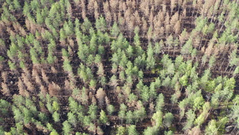 Drone-shot-of-partly-burnt-coniferous-forest-and-ground