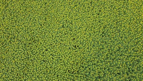 Aerial-Looking-Down-At-Field-Of-Sunflowers