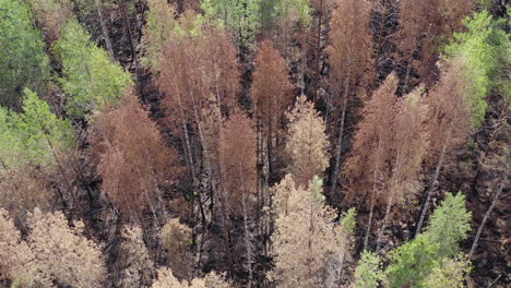 Aerial-Drone-shot-of-burnt-coniferus-or-taiga-forest