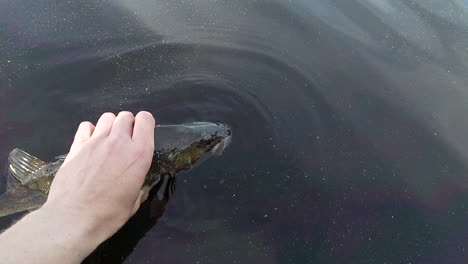 Slowmotion-of-releasing-big-European-perch-or-Perca-fluviatilis,-back-to-water-to-live-free-again