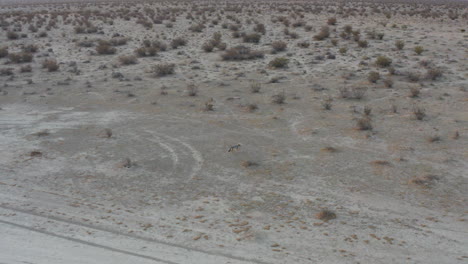 Ein-Kojote-In-Der-Wildnis-Der-Mojave-Wüste-Und-In-Einer-Rauen-Umgebung-Auf-Der-Suche-Nach-Beute---Luftaufnahme
