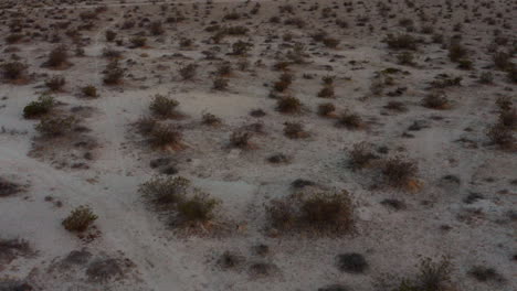 A-coyote-in-the-Mojave-Desert-is-separated-from-its-pack---aerial-view