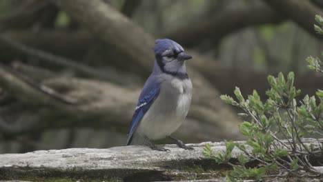 Beautiful-Portrait-Of-A-Canadian-Blue-Jay,-Colourful-Bird-From-North-America