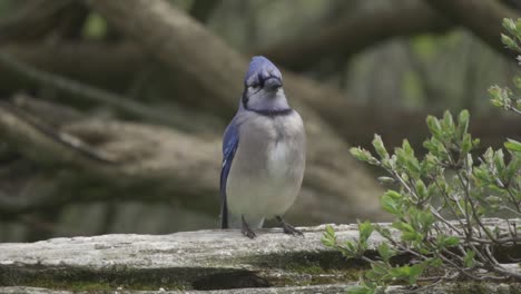 Portrait-Of-A-Blue-Jay,-Curious-Bird-Perched-On-A-Forest-Fence