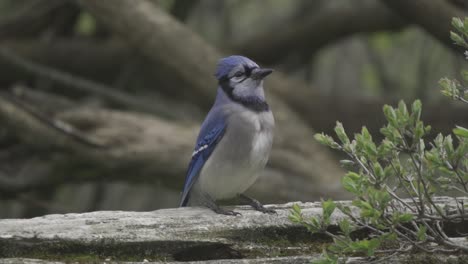 Hermoso-Retrato-En-Cámara-Lenta-De-Un-Pájaro-Arrendajo-Azul-Posado-En-La-Naturaleza