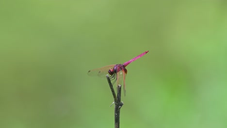 Crimson-Dropwing,-Trithemis-aurora,-Kaeng-Krachan-National-Park,-UNESCO-World-Heritage,-Thailand