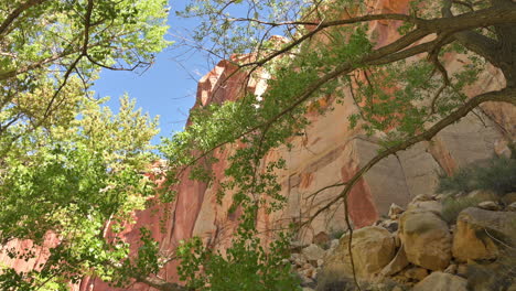 Lush-Cottonwood-Tree-With-Canyon-Walls-Behind,-Capitol-Reef-National-Park-In-Wayne-County,-Utah,-United-States