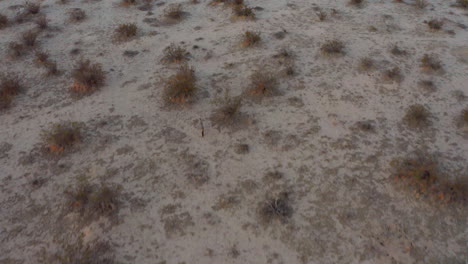 Ein-Kojote-Findet-Ein-Kaninchen-In-Der-Mojave-Wüste,-Kann-Es-Aber-Nicht-Verfolgen---Luftaufnahme