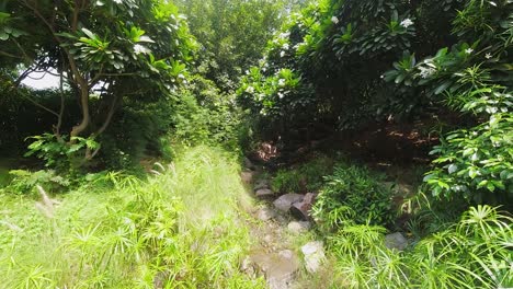 Time-Lapse-of-Undergrowth-with-Bright-Green-Bushes-in-India