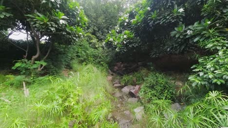 Time-Lapse-of-Green-Foliage-and-Undergrowth-with-a-Leading-Trail-into-the-Woodland-in-India