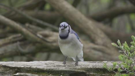 Wild-curious-Blue-Jay-standing-on-tree-branch-looking-around