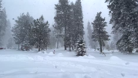 4K-footage-of-a-snowstorm-in-Sequoia-National-Park