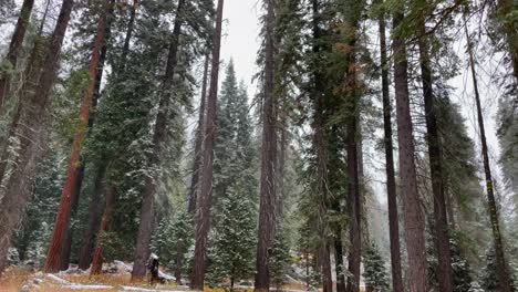 4K-Aufnahmen-Eines-Schneesturms-Im-Sequoia-Nationalpark