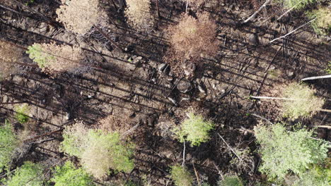 Drone-video-after-coniferous-forest-fire