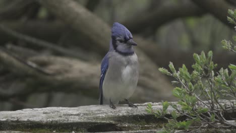 Closeup-Portrait-Of-A-Canadian-Blue-Jay,-Bird-Sitting-In-Slow-Motion
