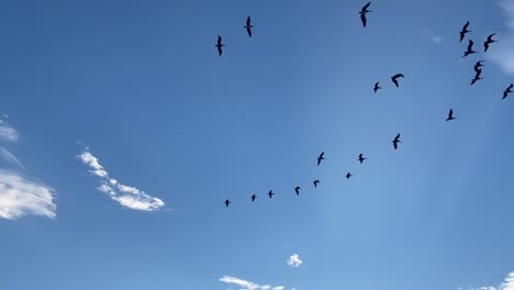 Pelícanos-Volando-Sobre-Los-Cielos-Azules-En-Carmel-Junto-Al-Mar,-California