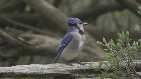 Beautiful-Blue-Jay-perched-on-tree-branch,-looking-around-surroundings