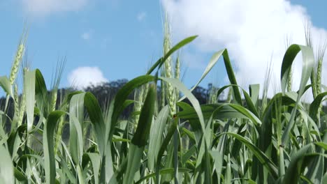 Weizen-Wiegt-Sich-Sanft-In-Der-Brise-Mit-Einem-Blauen-Himmelshintergrund,-Nahaufnahme
